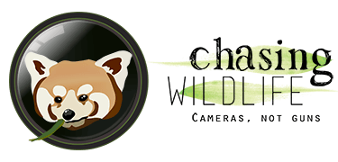 Logo for Chasing Wildlife. Stylized Red Panda chewing on a bamboo leaf.